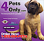 4petsonly
