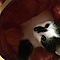 The Philly Kitty Rescue's Competitor - A Purrfect Kind Of Love Cat Rescue logo