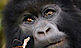 African Foot Print Safaris