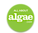 All About Algae