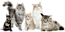 All About Pet Care
