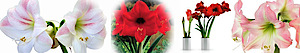Amaryllis Online's logo Amaryllis Online's Company logo