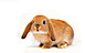Awesome Pet Care