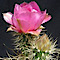 Bakersfield Cactus & Succulent Society