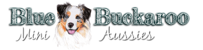 blue buckaroo aussies