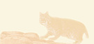 Bobcat Integrative Consulting's logo Bobcat Integrative Consulting's Company logo