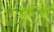 Flynn The Fitness Coach's Competitor - Breathe: Tai Chi Qigong For Children And Their Families logo