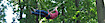 Care Tree Services