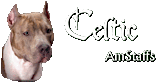 Celtic Amstaffs's logo Celtic Amstaffs's Company logo