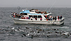 Chriswhalewatching