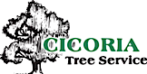 Cicoria Tree