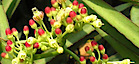 Cissus Rx's logo Cissus Rx's Company logo