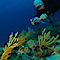 Coconut Divers