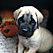 Codys Cozy Pals Doggy Daycare/ Pet Boarding/ Pet Sitting