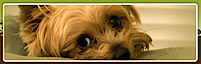 Critters 4 U Rescue's logo Critters 4 U Rescue's Company logo