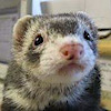 Daily Ferret's logo Daily Ferret's Company logo