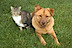 Ramtha's Competitor - Debbie Vaughn, Animal Communicator logo