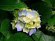Dejavue Fragrances's logo Dejavue Fragrances's Company logo