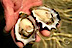 Destin Oysters
