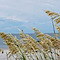 Discovercoastalga