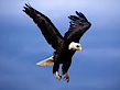 57Eagles's logo 57Eagles's Company logo
