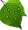 Easycaregardening's logo Easycaregardening's Company logo