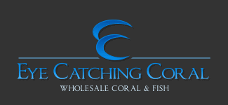 eye catching coral competitors