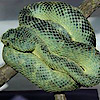 Fascination Herp's logo Fascination Herp's Company logo