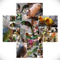 Feathered Friends Of Michigan