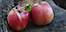 Apple Lane Orchard's Competitor - Felix Gillet Institute logo