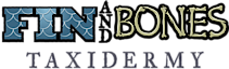 Fin And Bones Taxidermy's logo Fin And Bones Taxidermy's Company logo