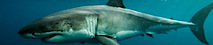 Fin Forward