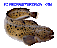 Fishing4everybody