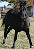 Florida Halter Horses