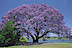 Merceria Barata's Competitor - Floristeria Jacaranda logo