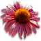 Botanicainc's Competitor - Flowers By Elissa logo