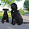 Fort Lee Dog Walking & Pet Sitting Services