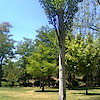 Francis Garcia's logo Francis Garcia's Company logo