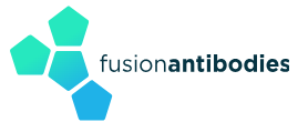 Fusion Antibodies