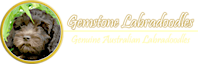 Gemstone Labradoodles: Genuine Australian Labradoodles's logo Gemstone Labradoodles: Genuine Australian Labradoodles's Company logo