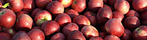 Americasapple's logo Americasapple's Company logo