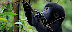 Gorilla Tours In Uganda's logo Gorilla Tours In Uganda's Company logo