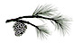 Gray Pine Winery
