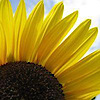 Green Flower Creations's logo Green Flower Creations's Company logo