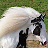 Gypsycaravanners Horses's logo Gypsycaravanners Horses's Company logo