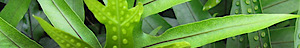 Hanahauoli School's logo Hanahauoli School's Company logo