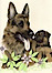 Heidelberg German Shepherd
