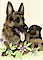 Heidelberg German Shepherd's company profile