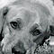 Helping Hands For Coweta Canines