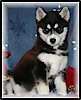 Hidden Valley Huskies's logo Hidden Valley Huskies's Company logo